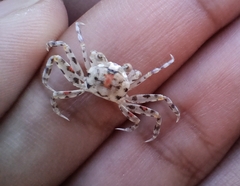 Ocypode occidentalis