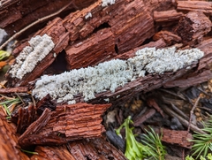 Steccherinaceae