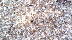 Ocypode occidentalis