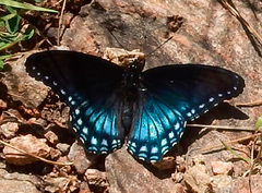 Limenitis arthemis arizonensis