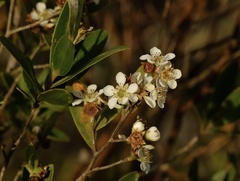 Leptospermum luehmannii