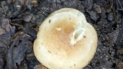 Hygrophorus eburneus