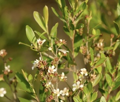 Leptospermum luehmannii