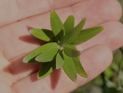 Leptospermum luehmannii
