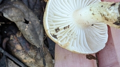 Hygrophorus eburneus