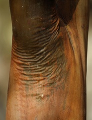 Leptospermum luehmannii