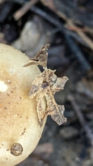 Hygrophorus eburneus