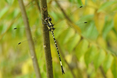 Parasynthemis regina