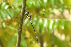 Parasynthemis regina