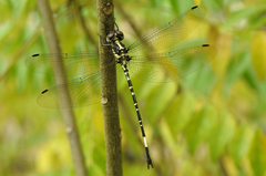 Parasynthemis regina