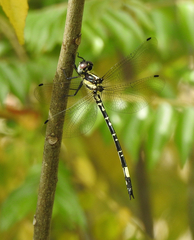 Parasynthemis regina