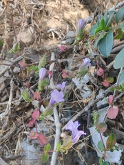 Strobilanthes wallichii