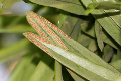 Pyrrosia confluens