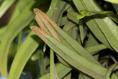 Pyrrosia confluens