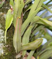Pyrrosia confluens