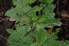 Heliotropium angiospermum