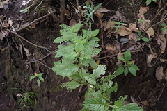 Heliotropium angiospermum