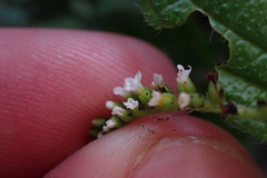 Heliotropium angiospermum