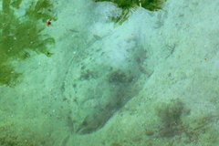 Paralichthys californicus