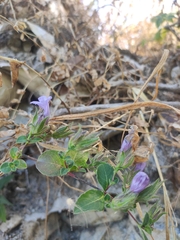 Strobilanthes wallichii