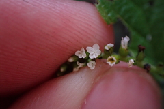 Heliotropium angiospermum