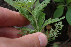Heliotropium angiospermum
