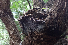 Auricularia brasiliana