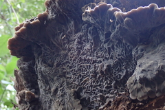 Auricularia brasiliana