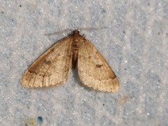 Theria rupicapraria
