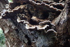 Auricularia brasiliana