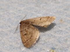 Theria rupicapraria