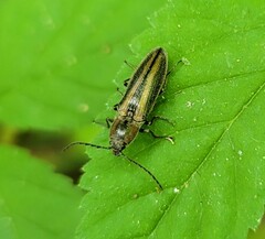 Tesolasomus trivittatus