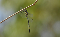 Parasynthemis regina