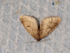 Theria rupicapraria