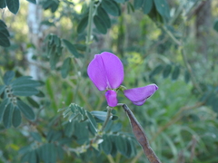 Tephrosia grandiflora