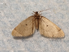 Theria rupicapraria