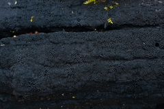 Glonium stellatum
