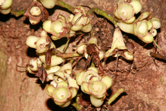 Syzygium cormiflorum