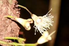 Syzygium cormiflorum