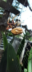 Socca pustulosa