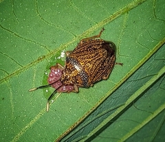 Antiteuchus sepulcralis