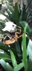 Socca pustulosa