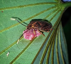 Antiteuchus sepulcralis