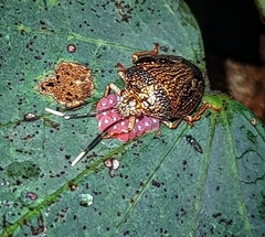 Antiteuchus sepulcralis