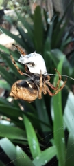 Socca pustulosa
