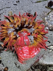 Cribrinopsis albopunctata