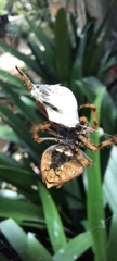 Socca pustulosa