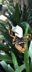 Socca pustulosa