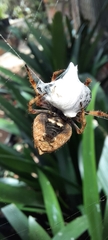 Socca pustulosa