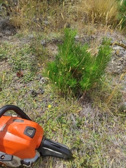 Pinus contorta contorta